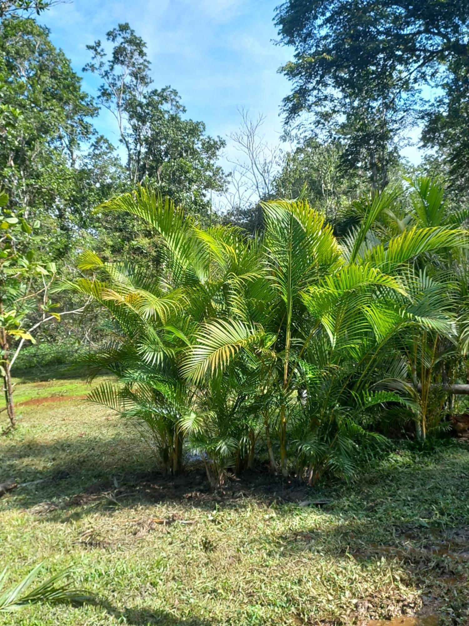 Recanto Dos Lobosco Villa Paraty Bagian luar foto